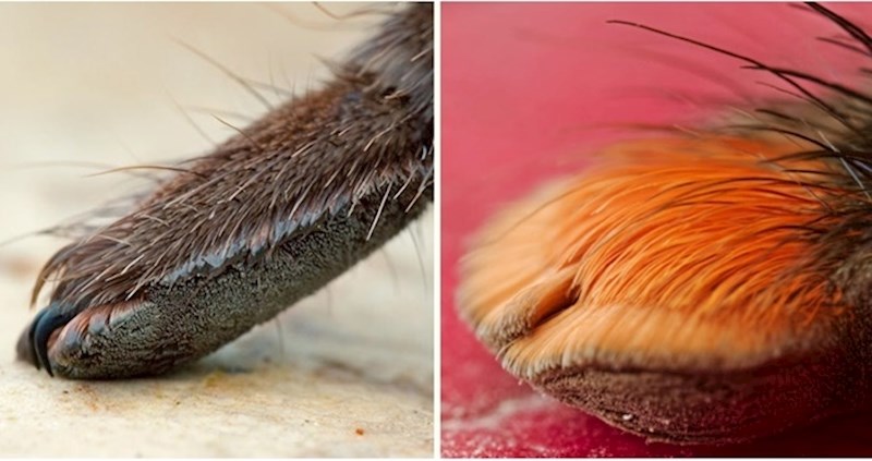 Nećete moći vjerovati kad vidite koja životinja ima ovako preslatke "šapice"