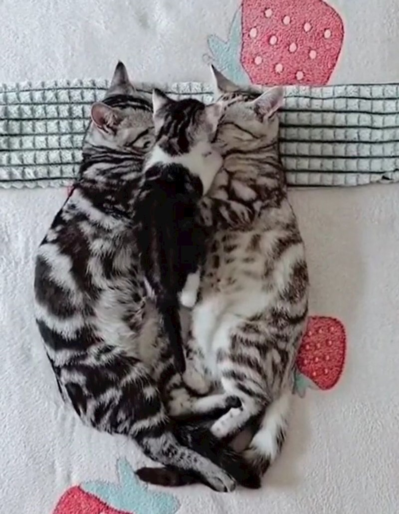 11. Mačić je došao na maženje između mame i tate 🥰