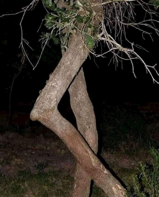 11. Sexy stablo u šetnji