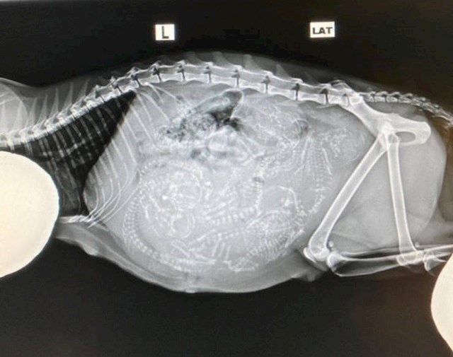 Ovako izgleda rentgenska snimka trudne mačke.