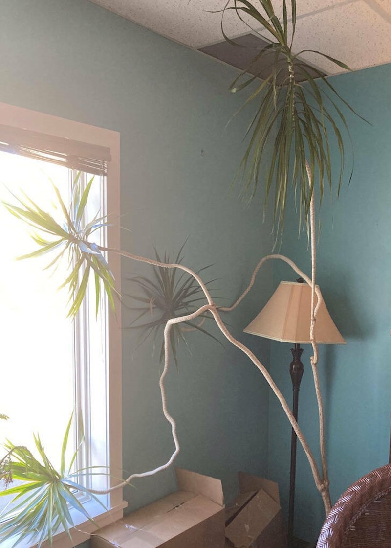 5. Neobično razgranata biljka