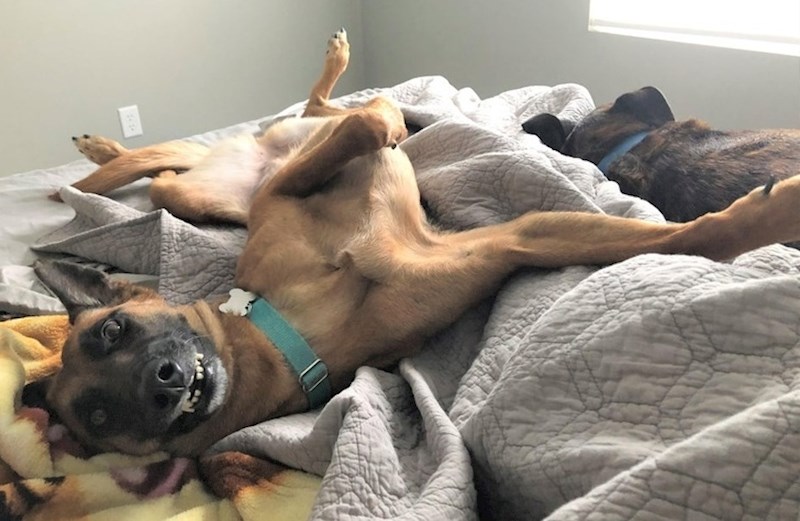 "Vrijeme za češkanje!"