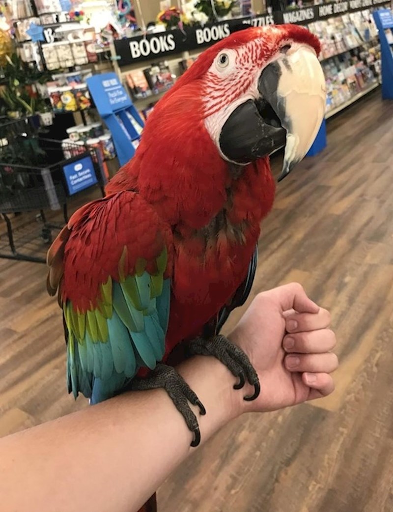 10. "Danas je u dućan u kojem radim došla gospođa s ovom papigom i dozvolila mi da ju držim!"