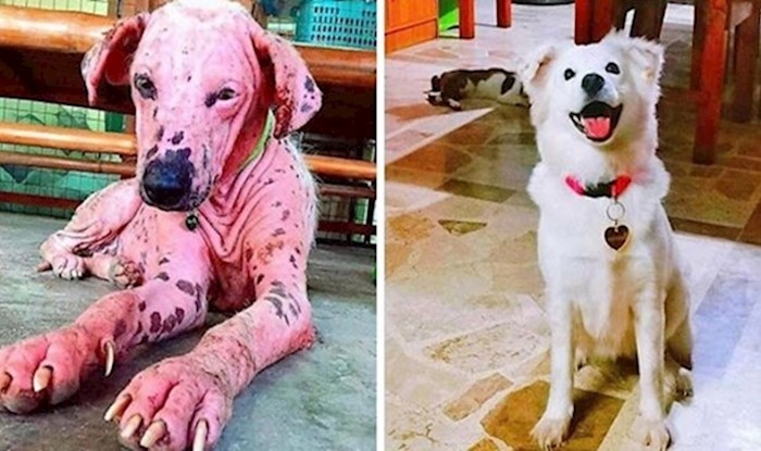 30 dirljivih fotki pasa prije i poslije udomljavanja