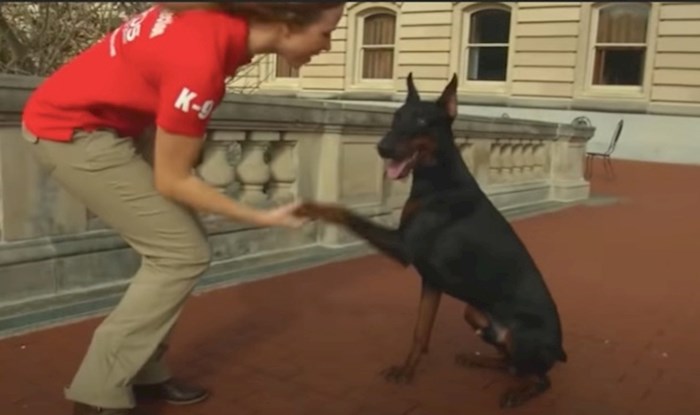 VIDEO 15 pasmina koje će vas zaštititi bez obzira na sve