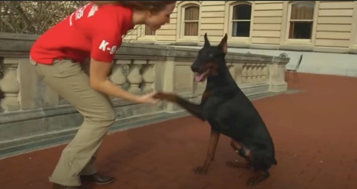 VIDEO 15 pasmina koje će vas zaštititi bez obzira na sve