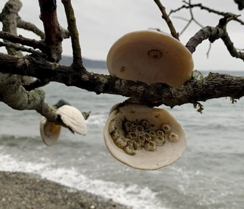 Valovi su bacili školjku sve do drveta.