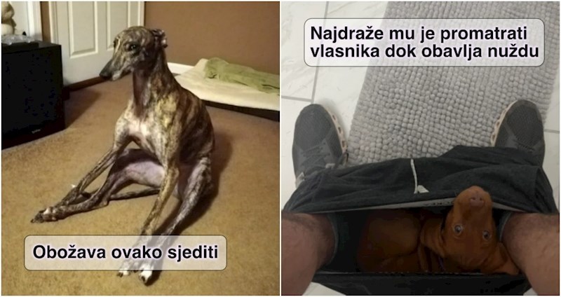 16 kućnih ljubimaca koji su svojim čudnim postupcima vlasnike nasmijali do suza