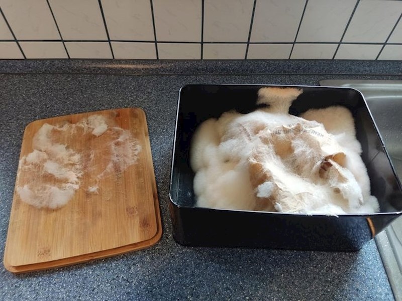 16. Kruh koji je stajao u kutiji zaboravljen nekoliko tjedana