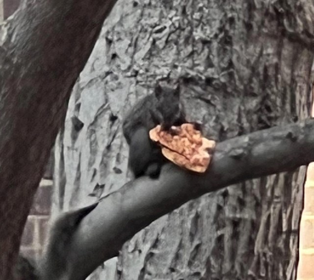 12. Vjeverica jede komad pizze