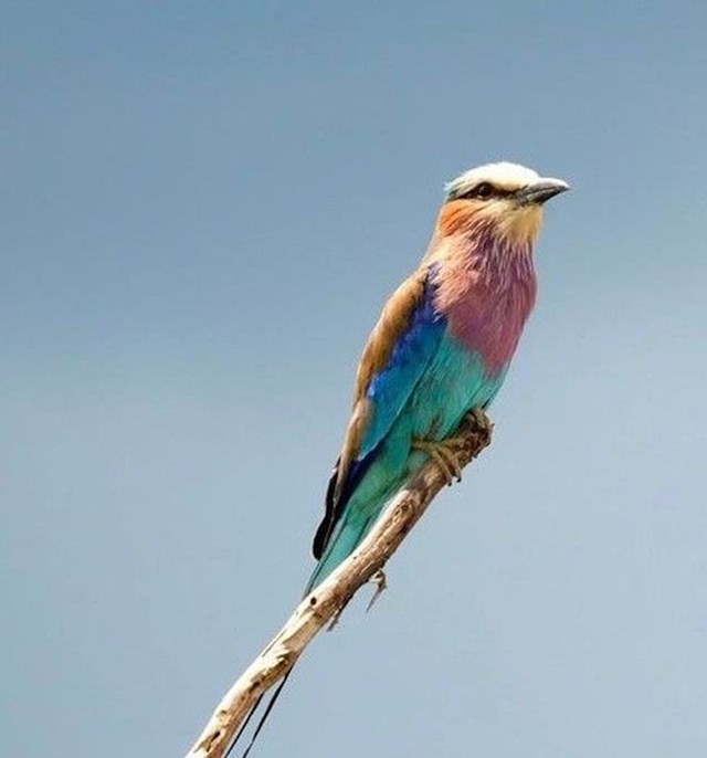 21. Kombinacija boja na ovoj ptičici je predivna.