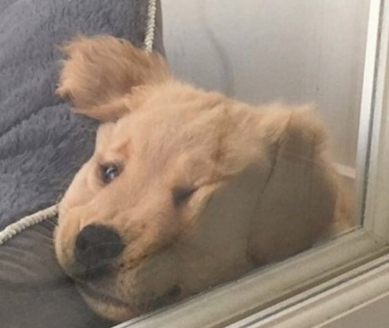 "Nije zapeo, samo želi moju pažnju."