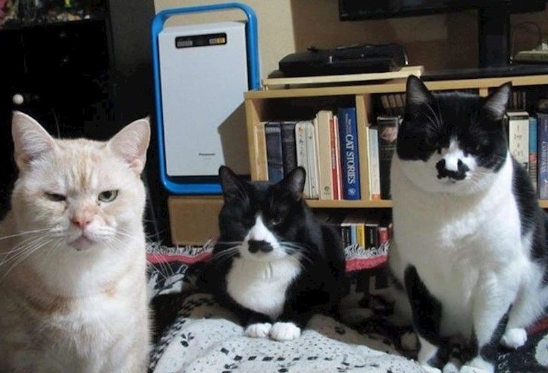 6. "Ovako me gledaju dok jedem sendvič. Ne znam kome je gore, meni ili njima."