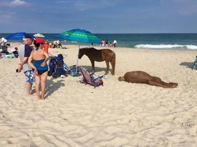 24. "Pravila ponašanja na ovoj plaži nalažu da se morate držati na nekoliko metara odaljenosti od divljih konja. Čak i ako vam zauzmu mjesto."