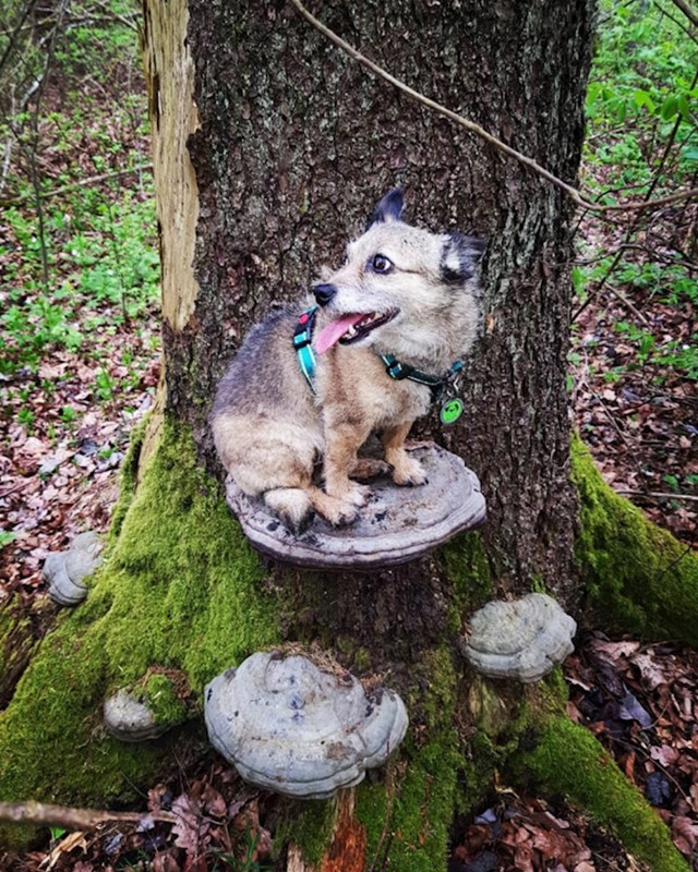 Urnebesne fotke pasa koji su iz nekog razloga odlučili sjesti na gljive urnebesne fotke pasa koji su iz nekog razloga odlučili sjesti na gljive