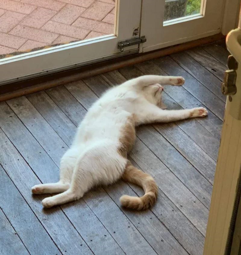 6. Tek je 10 ujutro, a dan je za ovu mačku već završio