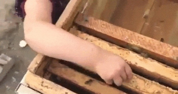 Nećete vjerovati što je djevojčica napravila kad je ugledala pčele