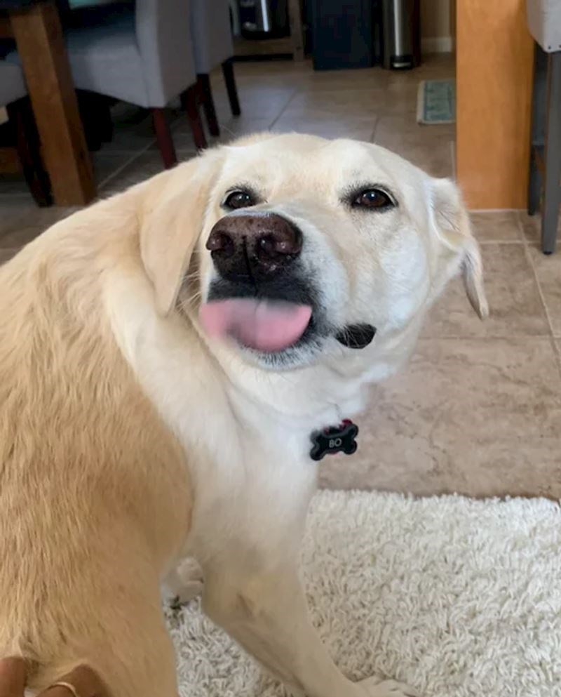 17. "Moj blesavi dečko obožava se beljiti!"