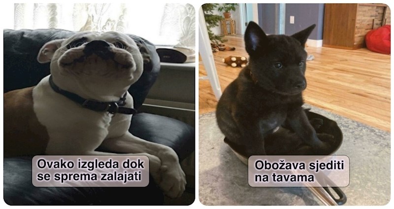 20+ pasa kojima definitivno nisu sve daske na broju