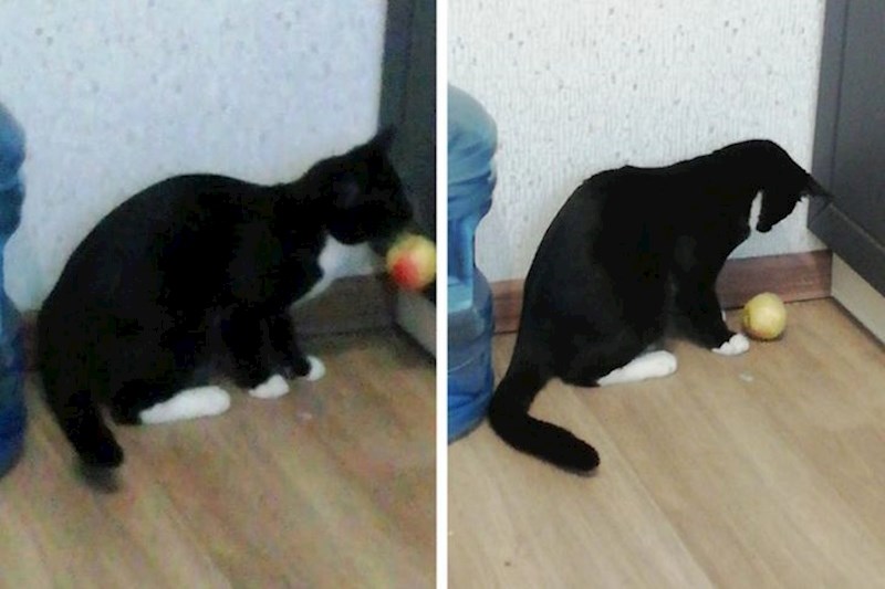 "To nije jestivo, ali je zabavno."