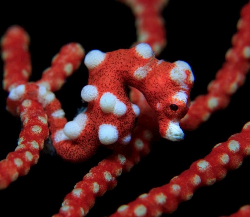 U sredini fotke zapravo je morski konjic.