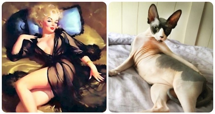 20 mačaka koje poziraju bolje od pin-up modela