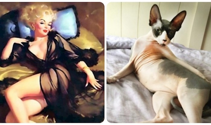 20 mačaka koje poziraju bolje od pin-up modela