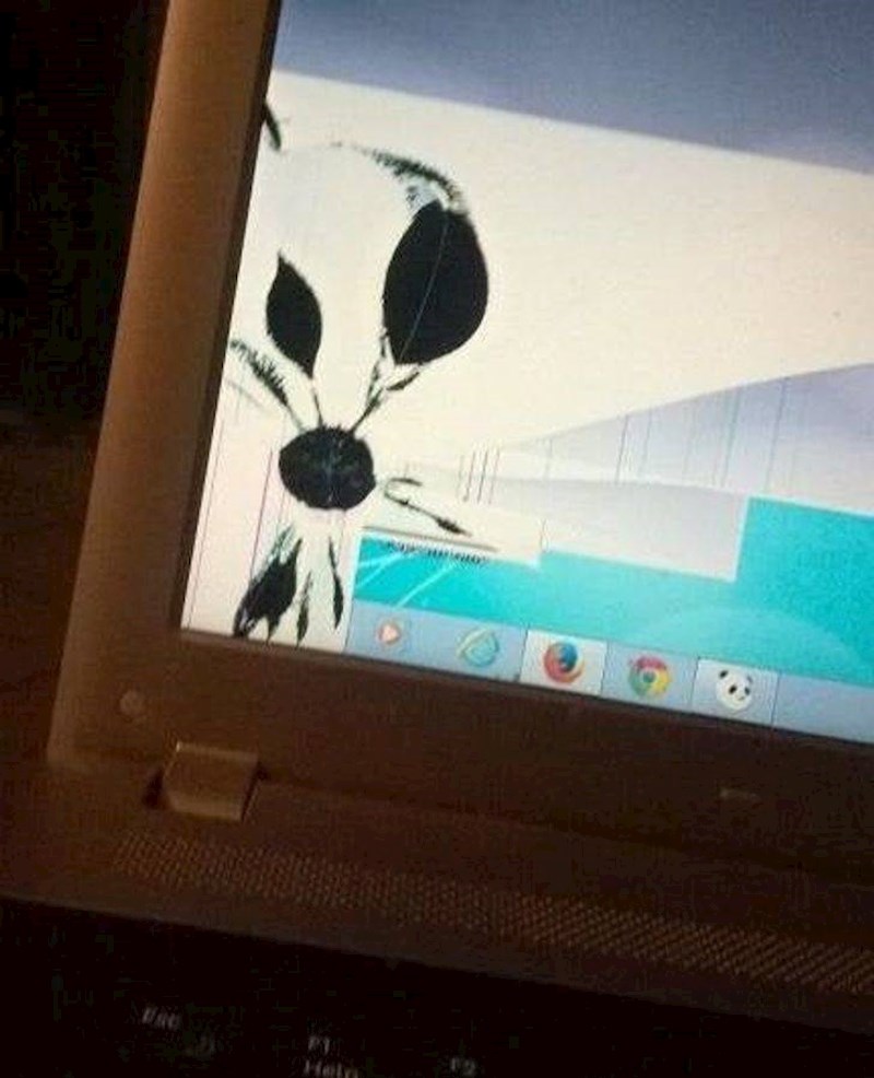 3. Tata ga je u panici nazvao i rekao mu da misli da mu je laptop zaražen virusom, jer se na ekranu pojavilo neko lišće😂