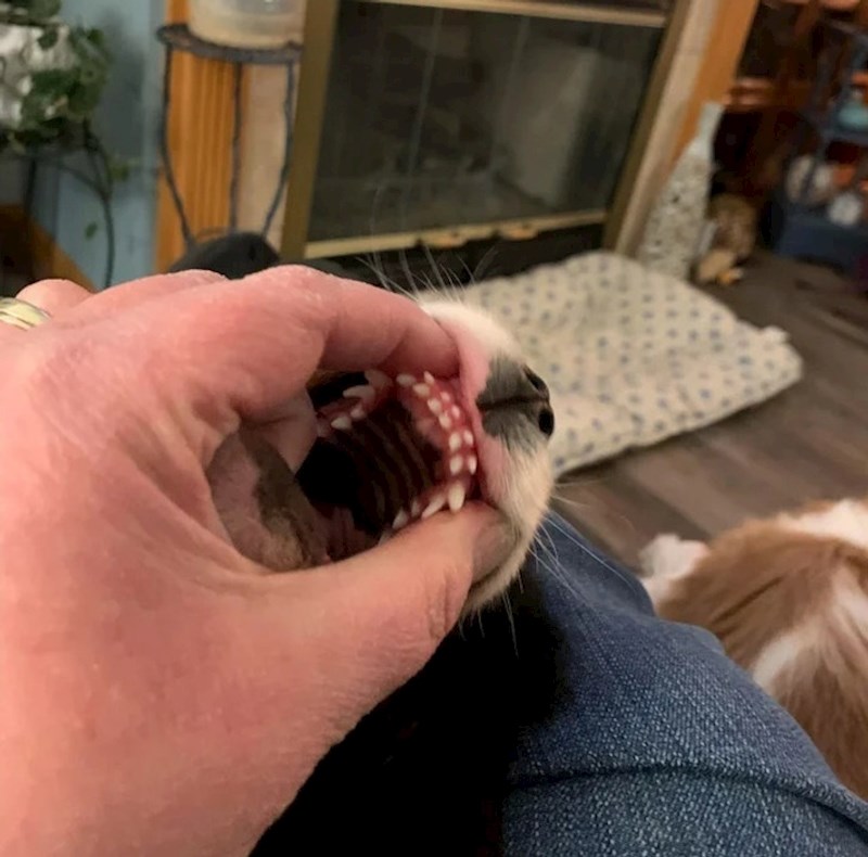 1. Psić trenutno ima malo previše zubi - još mu nisu otpali mliječni, a rastu mu trajni