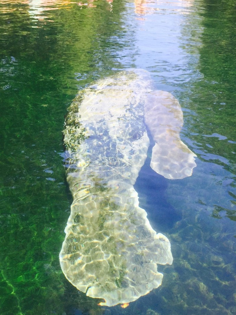 12. "Plovila sam kajakom i upoznala ovu slatku obitelj."