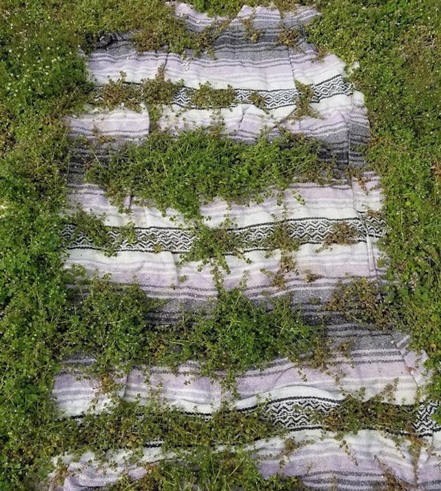 7. Trava je počela rasti kroz čipku starog stolnjaka