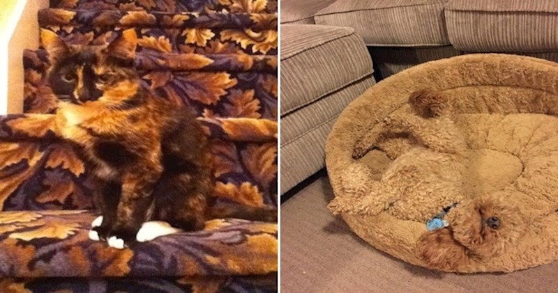 24 životinje koje su se savršeno uklopile u svoju okolinu