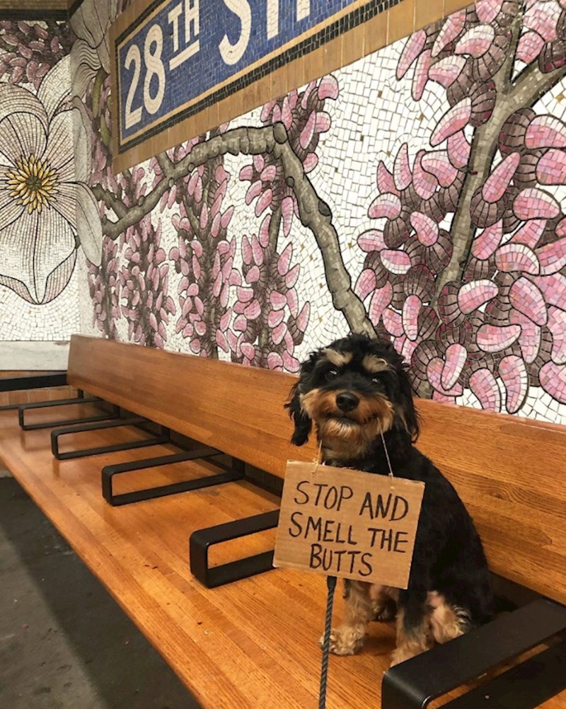 Stanite i pomirišite si guze.