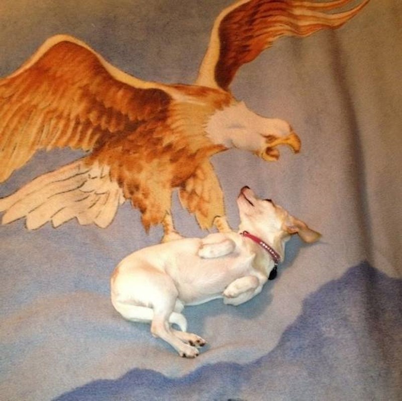 6. Pas se nije mogao bolje namjestiti