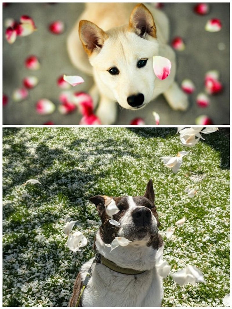 10. "Pokušala sam uhvatiti slatku fotku svojeg ljubimca s laticama..."🤣