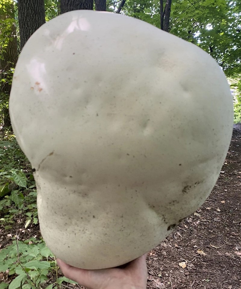 6. Netko je pronašao ogromnu gljivu