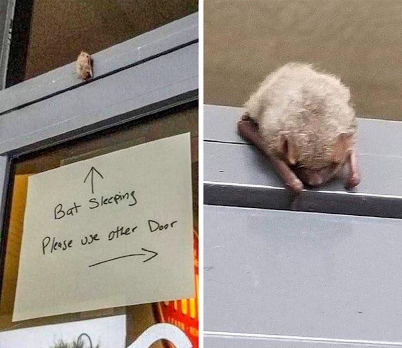 15. Vrata se nisu u funkciji jer iznad njih spava šišmiš. :)