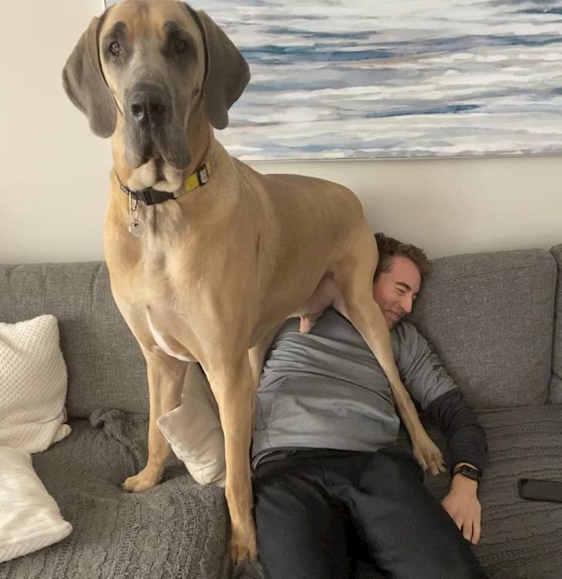 1. "Moj pas ne zna što je to osobni prostor."