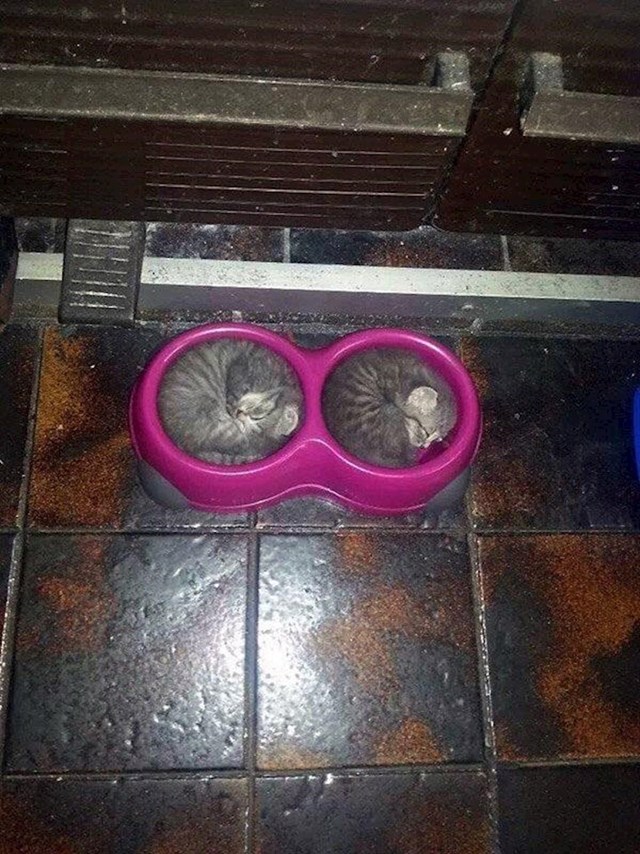 5. Ovi mačići misle da su zdjelice za spavanje, a ne jelo.