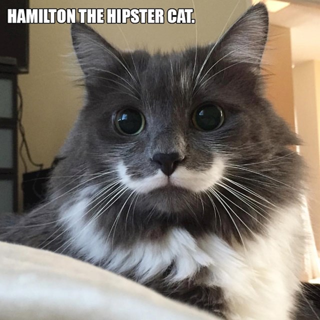 2. Mačak Hamilton koji ima hipsterske brčiće