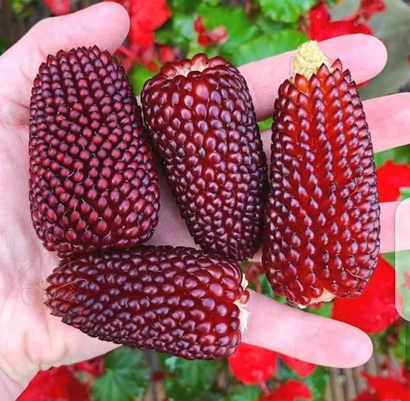 8. Jagodasti kukuruz.