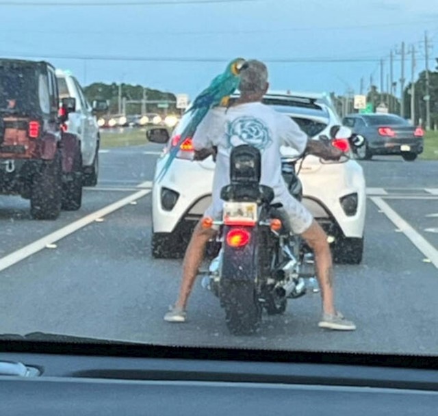 3. Papiga na ramenu motorista