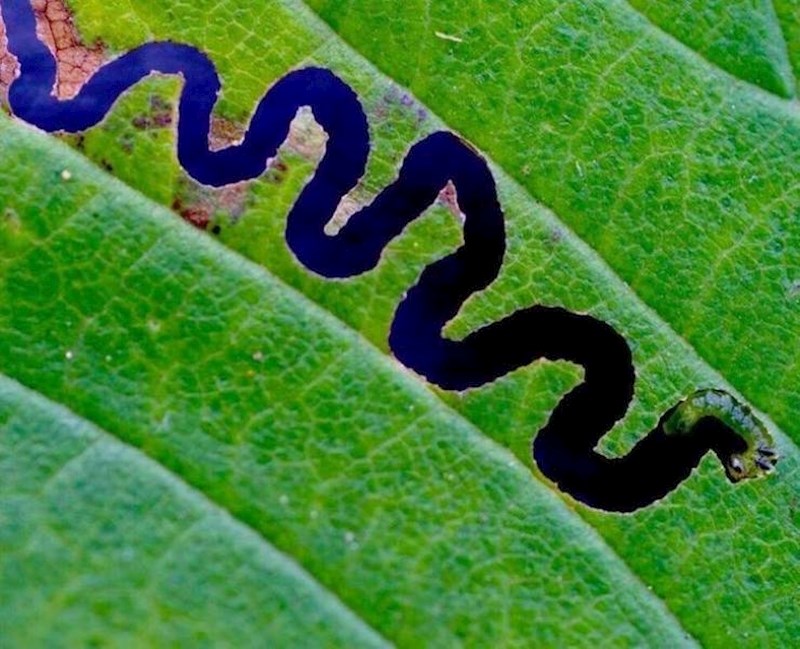 9. Izgleda kao tok rijeke Amazone iz ptičje perspektive, a zapravo je samo gusjenica na listu