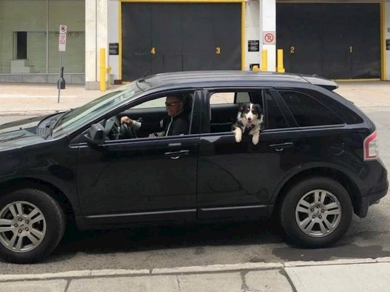 18. Jako se protivio dolasku psa u obitelj. Na kraju je prodao svoj kabriolet i kupio prikladniji auto s kojim psa vozi apsolutno svuda.
