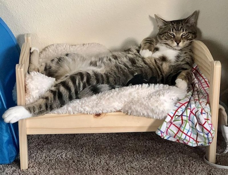 11. Oporavlja se od kastracije u svojem udobnom krevetiću kao pravi kralj