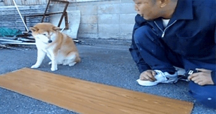 To je pravi majstor, pogledajte kako pas pomaže čovjeku da izmjeri materijal za namještaj