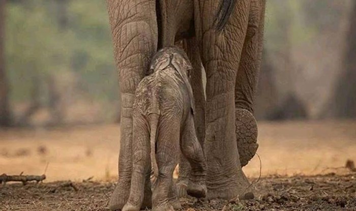 Slonić je pratio mamu slonicu u stopu, a ona mu je priredila iznenađenje
