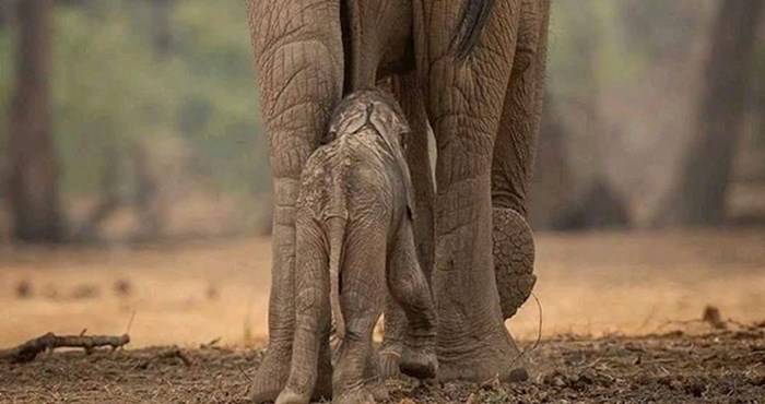 Slonić je pratio mamu slonicu u stopu, a ona mu je priredila iznenađenje