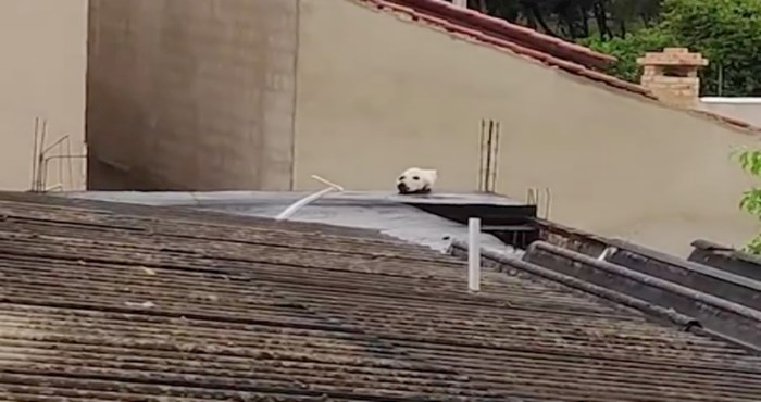 Mislite da na krovu vidite psa? Ovaj viralni video prevario je milijune ljudi