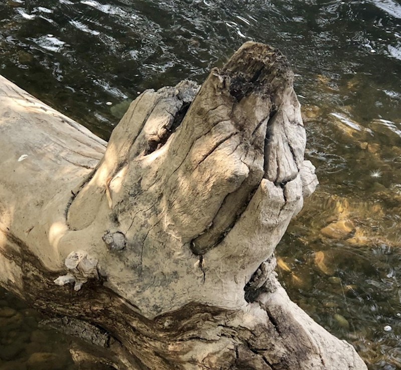 4. Panj malo podsjeća na psa